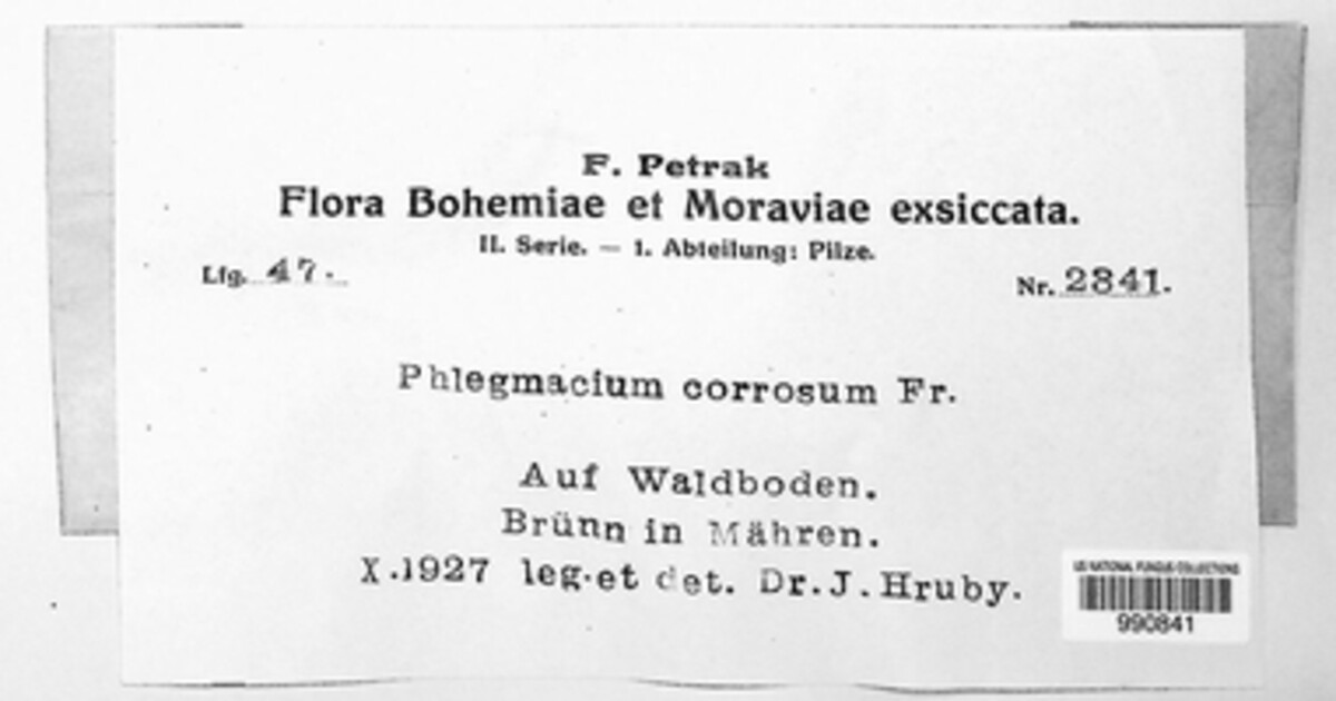 Calonarius corrosus image